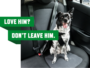 Puppy in the car